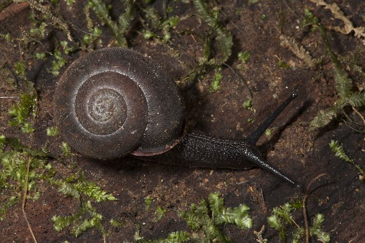 <em>Austrochloritis</em> sp., bristle snail. Wilsons Promontory National Park, Victoria.