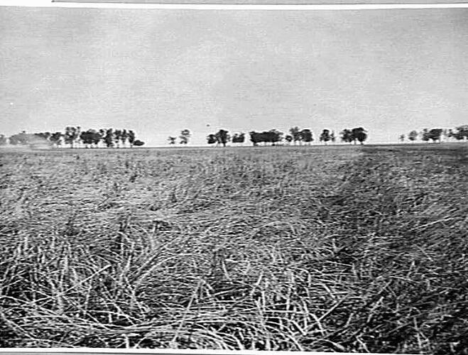 DOWN AND TANGLED CROP OF WHEAT YIELDING 10 BAGS PER ACRE AT MURTOA, VICTORIA