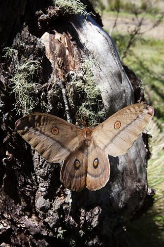 <em>Opodiphthera eucalypti</em>, Emperor Gum-Moth. Alpine National Park, Victoria.