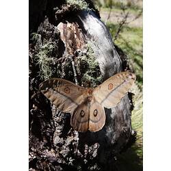 <em>Opodiphthera eucalypti</em>, Emperor Gum-Moth. Alpine National Park, Victoria.
