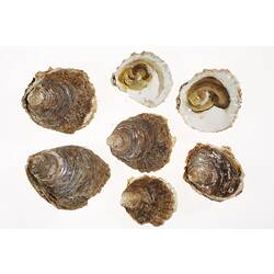 Seven brown oyster shells, two with model animals inside.