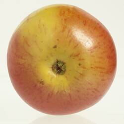 Wax model of an apple with stem, painted yellow and red. Base view.