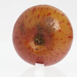Wax model of an apple with stem, painted red with yellow flecks. Base view.