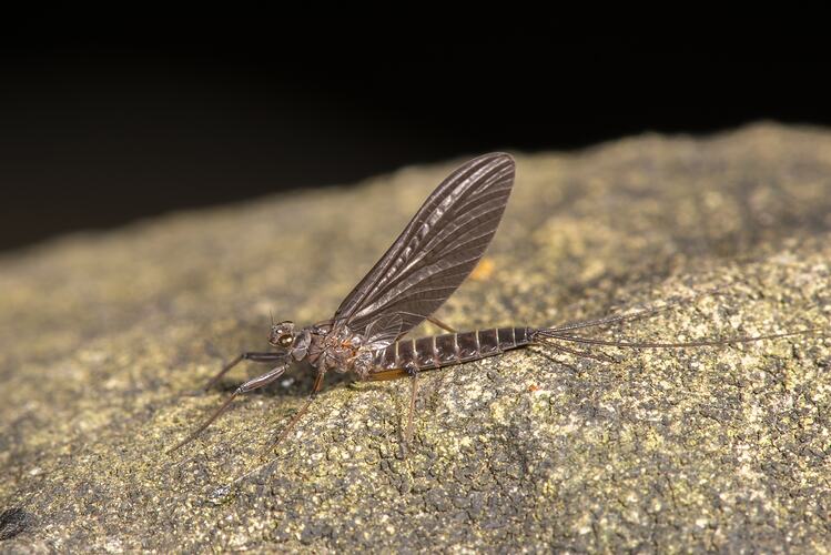 Mayfly on rock.
