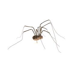 Harvestmen spider model. Registration no, K13885.