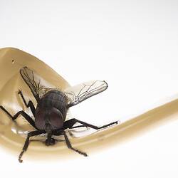 Model black fly with clear plastic wings and legs outstretched. Sits on edge of beige coloured plaster spout.