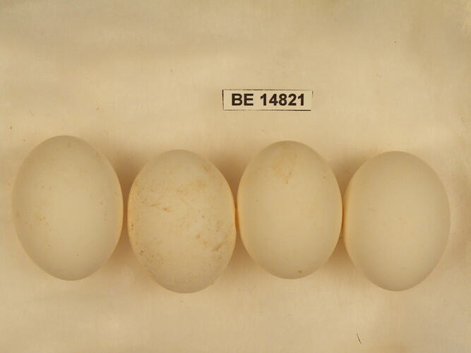 Four bird eggs with specimen label.