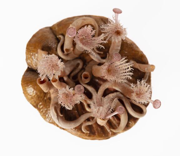 Blaschka model of Tube worm