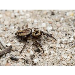 Brown spider on sand.