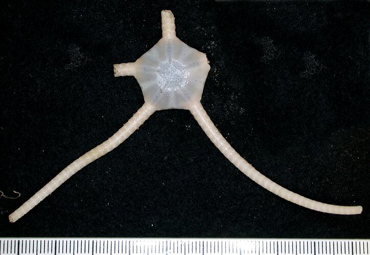 Back view of cream-white brittle star with broken arms on black background with ruler.