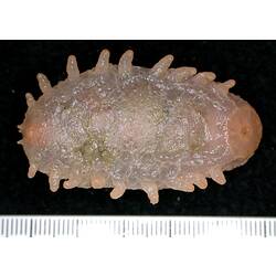 Front view of grey-pink sea cucumber with pink tube feet  and retracted tentacles on black background.