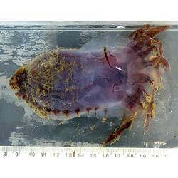 Back view of mud-covered purple Swimming Sea Cucumber on grey background with ruler.