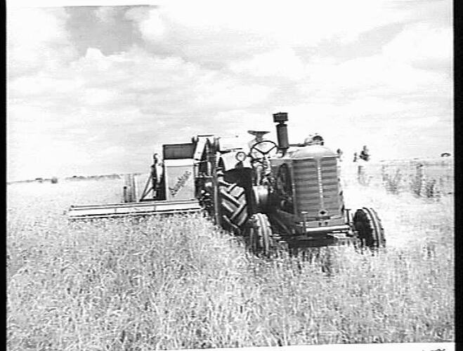 MR. KEITH PARKER, `MT. PLEASANT', BANNOCKBURN, VIC., NO. 6 HEADER AND 55K TRACTOR IN 20-BAG CROP OF RESEARCH BARLEY: JAN 1953