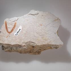 Orange, V-shaped fossil on cream rock.