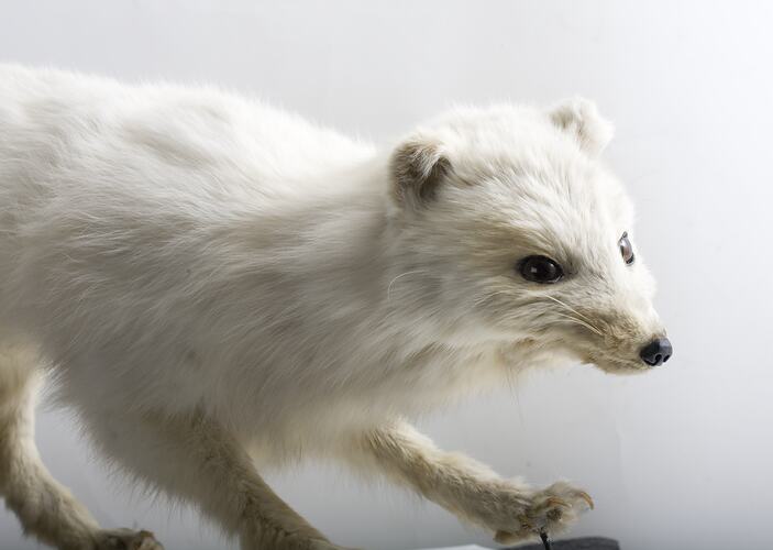 White fox specimen.