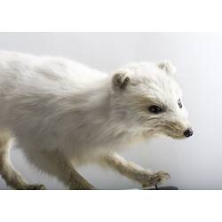 White fox specimen.