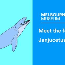 Janjucetus hunderi the fierce whale ancestor of modern giants