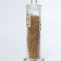 Wheat sample in cylindrical glass jar. Left side.