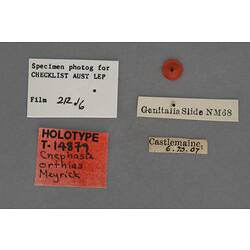 Entomology type specimen labels.