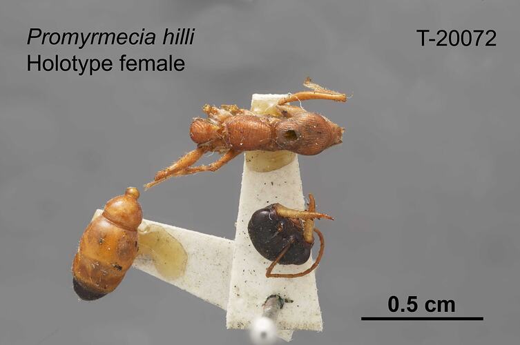 Ant specimen, female, dorsal view.
