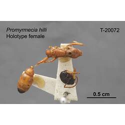 Ant specimen, female, dorsal view.