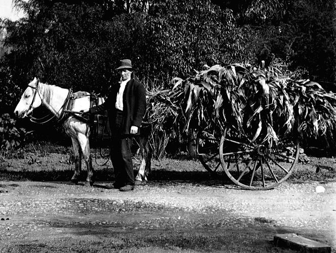 Negative - Man With Wagon, Gippsland, Victoria, circa 1920