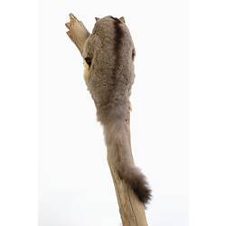 Grey possum specimen with long tail mounted to a branch.