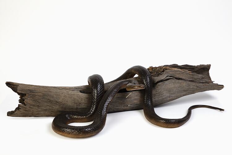 Brown snake model draped across a log.
