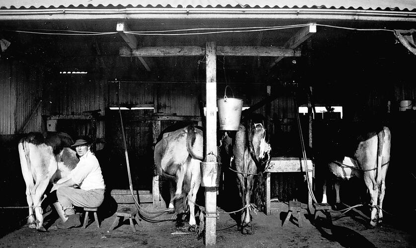 [Arthur Holmes in a milking shed, Cobden, 1930s. This farm combined mechanical and hand milking.]