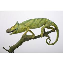 Green chamaeleon specimen mounted on branch.