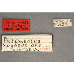 Entomology type specimen labels.