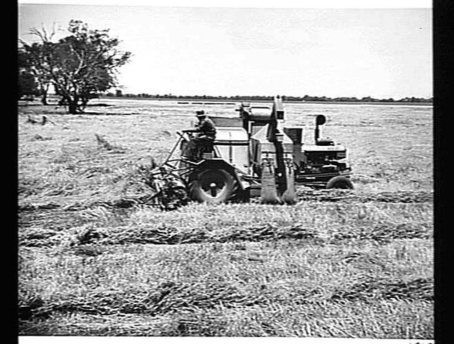 EXP. HEADER HARVESTING DOWN AND TANGLED CROP OF OATS NEAR ELMORE, VIC: JAN 1950