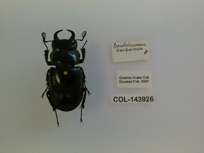 Shiny black beetle specimen with large mandibles, pinned next to text labels.