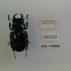 Shiny black beetle specimen with large mandibles, pinned next to text labels.