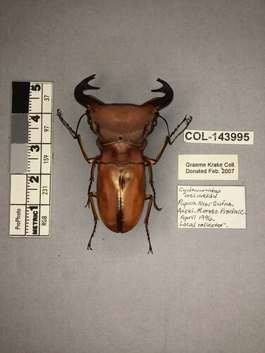Shiny metallic brown beetle specimen with large mandibles, pinned next to text labels.
