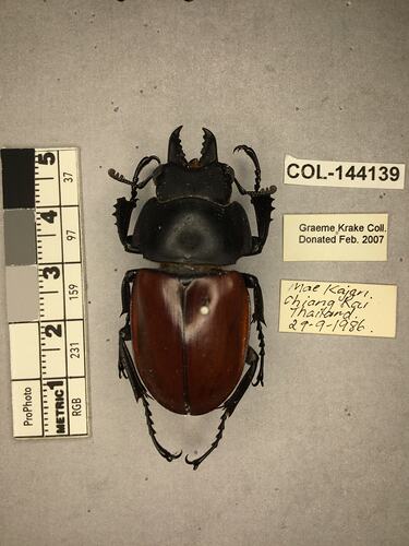 Shiny brown beetle specimen with large mandibles, pinned next to text labels.