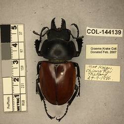 Shiny brown beetle specimen with large mandibles, pinned next to text labels.