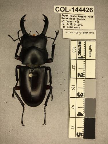 Shiny brown beetle specimen with large mandibles, pinned next to text labels.