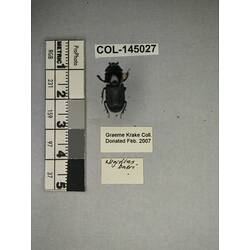 Dorsal view of pinned beetle specimen with labels.
