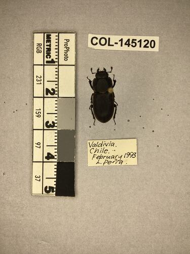 Dorsal view of pinned beetle specimen with labels.