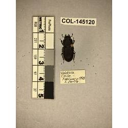 Dorsal view of pinned beetle specimen with labels.