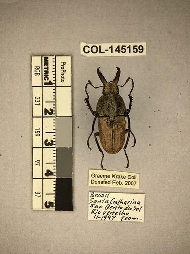 Shiny brown beetle specimen with large mandibles, pinned next to text labels.