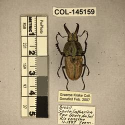 Shiny brown beetle specimen with large mandibles, pinned next to text labels.