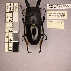 Shiny brown beetle specimen with large mandibles, pinned next to text labels.