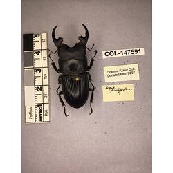 Dorsal view of pinned beetle specimen with labels.
