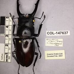 Shiny brown beetle specimen with large mandibles, pinned next to text labels.