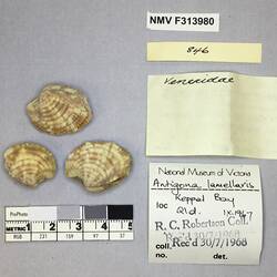 Dry Venus Clam shells beside labels.