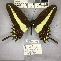 Pinned butterfly specimen beside label.