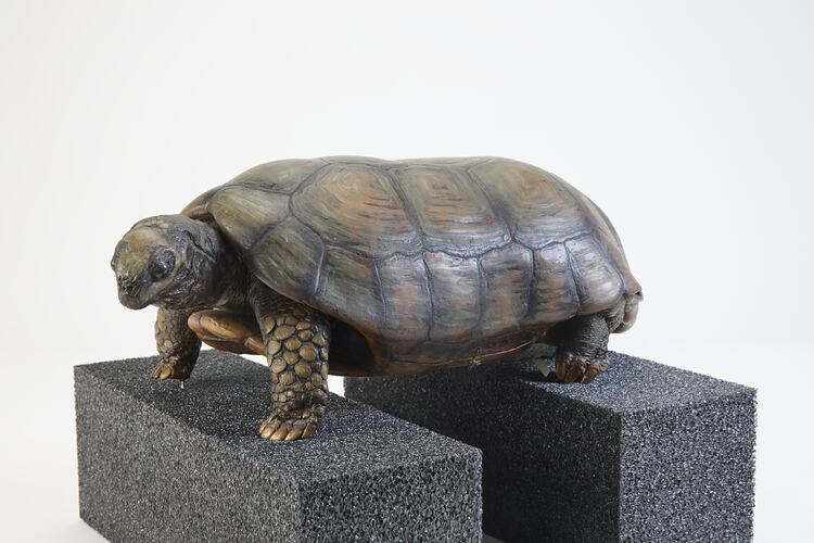 <em>Chelonoidis denticulatus</em>, Yellow-footed Tortoise. [3200]