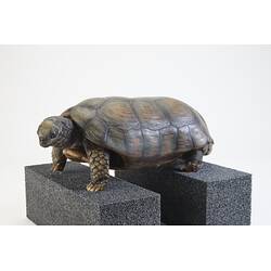 <em>Chelonoidis denticulatus</em>, Yellow-footed Tortoise. [3200]